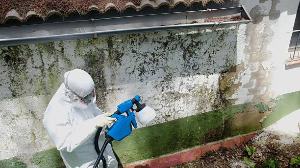Top rated local Mold Cleanup specialists in Dornsife, PA